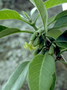 Solanaceae - Nothocestrum latifolium 
