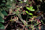 Araliaceae - Polyscias oahuensis 