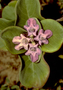 Lamiaceae - Vitex rotundifolia 