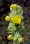 Scrophulariaceae - Verbascum thapsus 