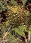 Asteraceae - Argyroxiphium virescens 