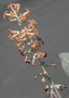 Scrophulariaceae - Buddleja madagascariensis 