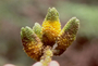 Campanulaceae - Cyanea aculeatiflora 