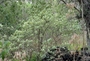 Amaranthaceae - Nototrichium sandwicense 