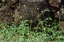 Asteraceae - Tridax procumbens 