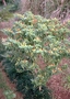 Solanaceae - Capsicum frutescens 