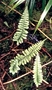 Aspleniaceae - Hymenasplenium unilaterale 