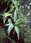 Blechnaceae - Blechnum appendiculatum 