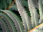 Cibotiaceae - Cibotium chamissoi 