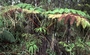 Cibotiaceae - Cibotium glaucum 