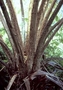 Cibotiaceae - Cibotium glaucum 