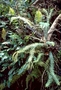 Lycopodiaceae - Phlegmariurus phyllanthus 