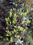 Polypodiaceae - Adenophorus abietinus 