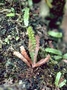 Polypodiaceae - Adenophorus haalilioanus 