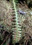 Polypodiaceae - Adenophorus periens 