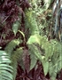 Thelypteridaceae - Amauropelta globulifera 