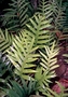 Polypodiaceae - Microsorum grossum 