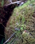 Schizaeaceae - Schizaea robusta 