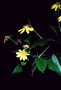 Asteraceae - Bidens henryi 