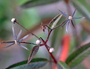 Asteraceae - Bidens hawaiensis 