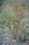 Asteraceae - Bidens hawaiensis 