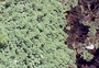 Salviniaceae - Azolla filiculoides 