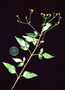 Asteraceae - Bidens asymmetrica 