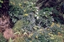 Asteraceae - Bidens macrocarpa 