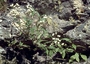 Asteraceae - Ageratina riparia 