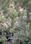 Asteraceae - Dubautia menziesii 
