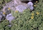 Asteraceae - Wollastonia integrifolia 