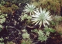 Asteraceae - Argyroxiphium caliginis 