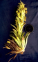 Asteraceae - Argyroxiphium grayanum 
