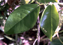 Phyllanthaceae - Antidesma platyphyllum var. platyphyllum 