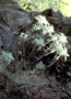 Asteraceae - Artemisia mauiensis 