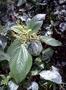Urticaceae - Boehmeria grandis 