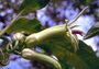 Campanulaceae - Clermontia kakeana 