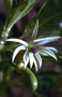 Campanulaceae - Clermontia kakeana 