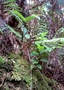 Campanulaceae - Cyanea hirtella 
