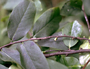 Ebenaceae - Diospyros hillebrandii 