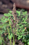 Poaceae - Eragrostis variabilis 