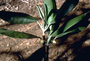 Rutaceae - Melicope barbigera 