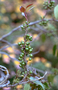Primulaceae - Myrsine lanaiensis 