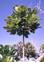 Aquifoliaceae - Ilex anomala 