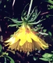 Asteraceae - Bidens cosmoides 