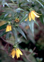 Asteraceae - Bidens cosmoides 