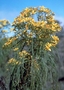 Asteraceae - Bidens menziesii subsp. filiformis 