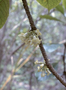 Pittosporaceae - Pittosporum gayanum 