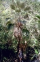 Arecaceae - Pritchardia martii 