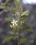 Solanaceae - Solanum incompletum 